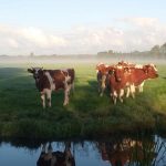 Dienst op de Boerderij met Kindernevendienst